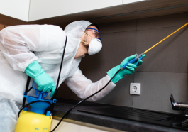 Top Techniques for Smoke Beetle Removal: Keep Your Space Pest-Free