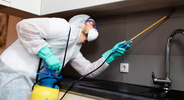 Top Techniques for Smoke Beetle Removal: Keep Your Space Pest-Free