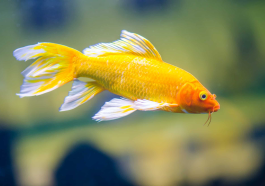 The Unique Beauty and Origins of Butterfly Koi Fish