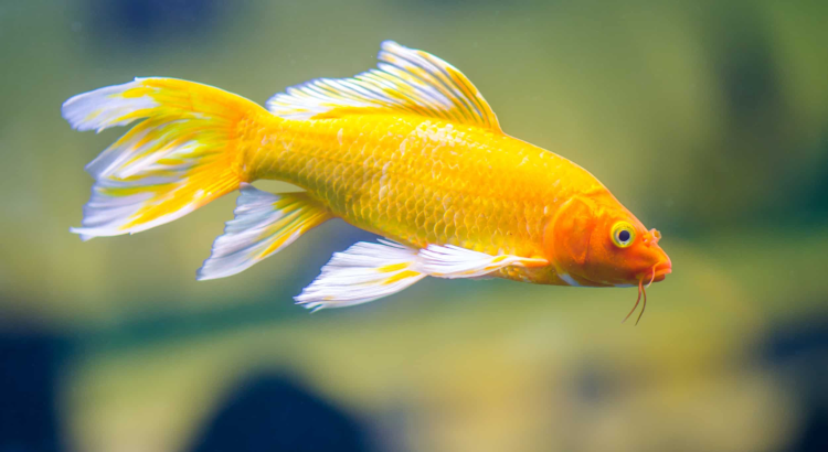 The Unique Beauty and Origins of Butterfly Koi Fish