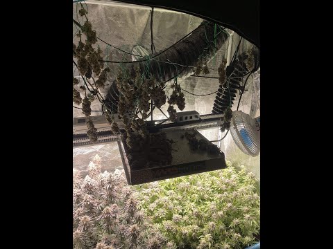 Buy Weed On the internet away from Finest Marijuana Names THC Issues