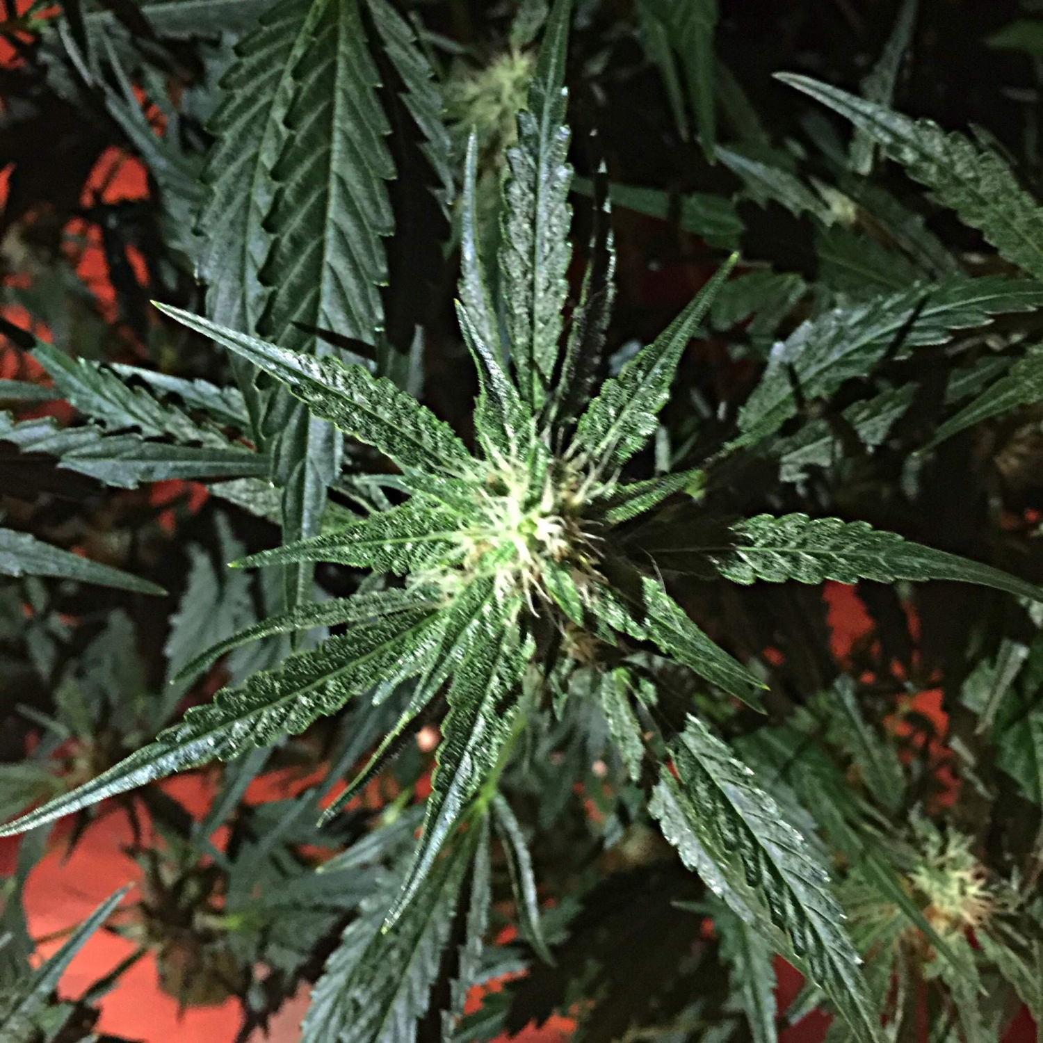 Forest Flame Pre-move step 1 1g by 1Slice Buy On line