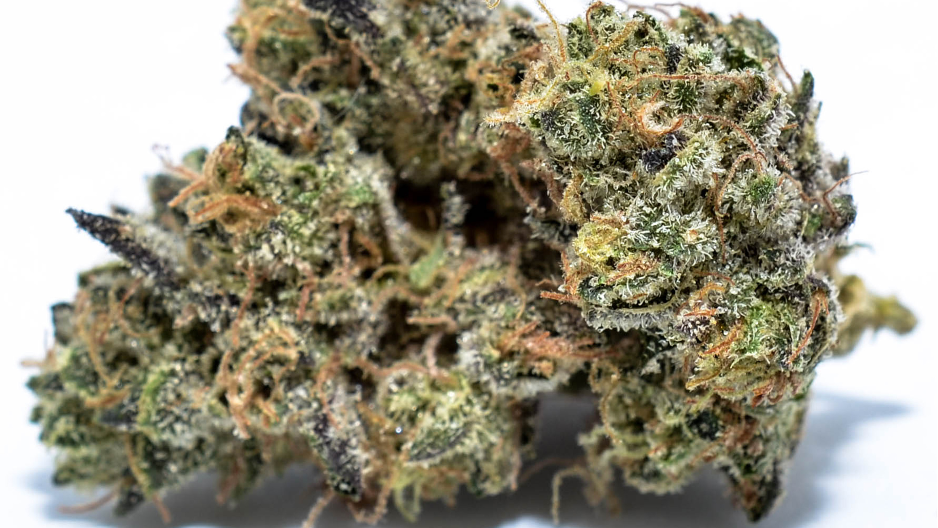 Get Marijuana Seeds On line The greatest Marijuana Vegetables Financial from the United states
