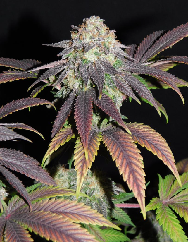 Higher THC Seeds Potent Genetics
