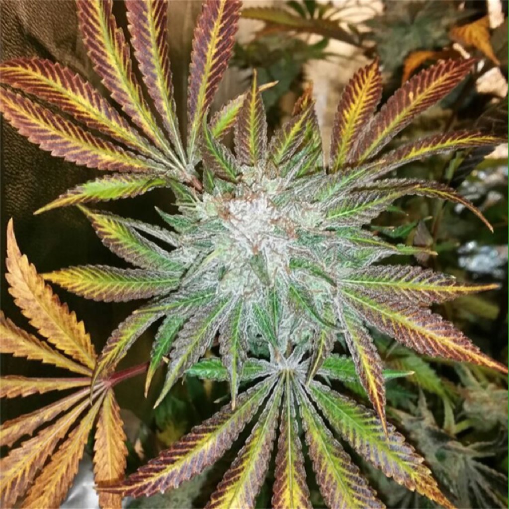 Northern Hollywood, California NoHo Grass Dispensaries Close Myself Entertainment and you can Medical