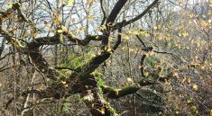 A partially leafless tree with several branches and some moss, set against a clear sky.