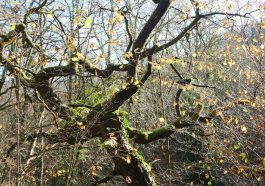 A partially leafless tree with several branches and some moss, set against a clear sky.
