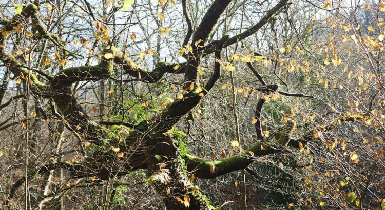 A partially leafless tree with several branches and some moss, set against a clear sky.