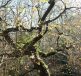 A partially leafless tree with several branches and some moss, set against a clear sky.